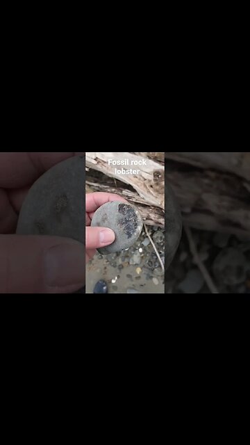 Fossil rock lobster washed up on the beach #Fossil #lobster #science #geology