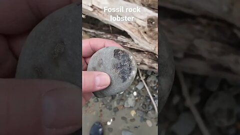 Fossil rock lobster washed up on the beach #Fossil #lobster #science #geology