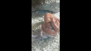 SOUTH AFRICA - Johannesburg - Snake feeding time (Video) (RYV)