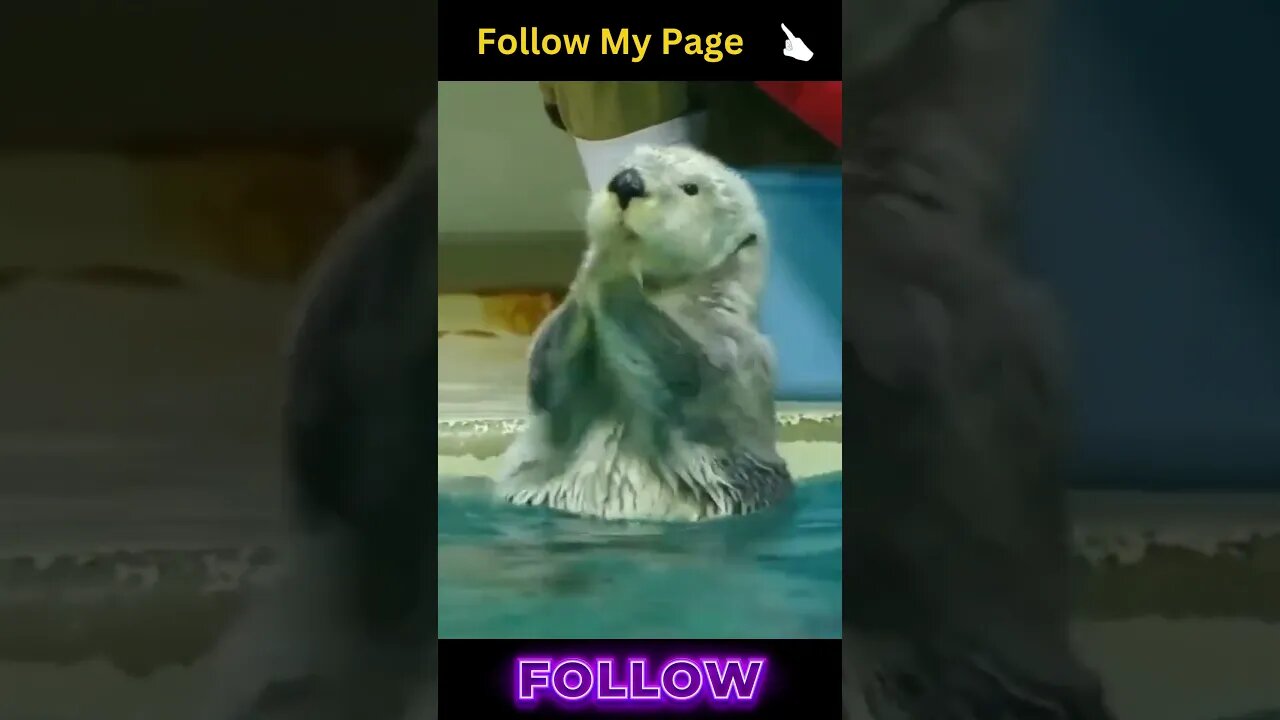 #shorts #viral #animals #instareels #facebook #trendingshorts #funny #funnyanimals #funnyvideo