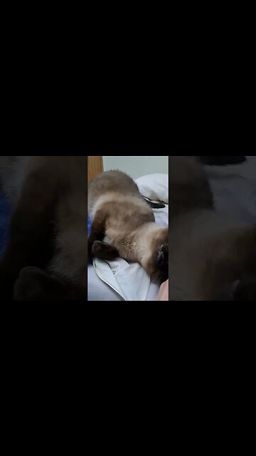 siamese posing #viral #cat #cute