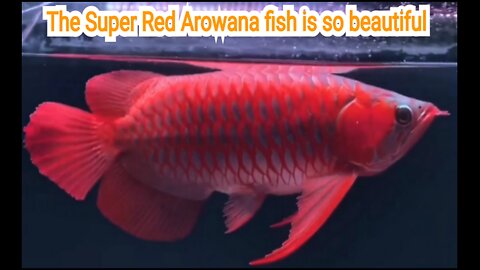 The Super Red Arowana fish is so beautiful