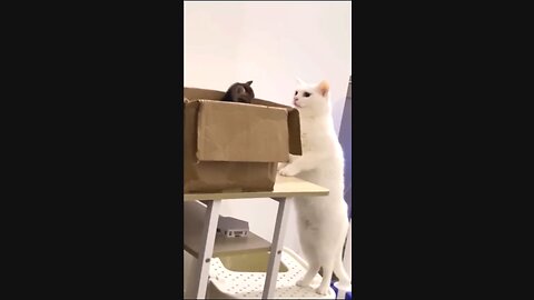 funny cat videos