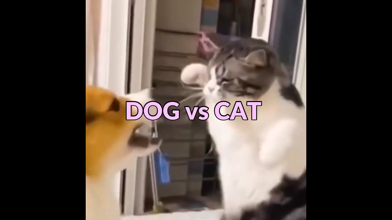 DOG vs CAT