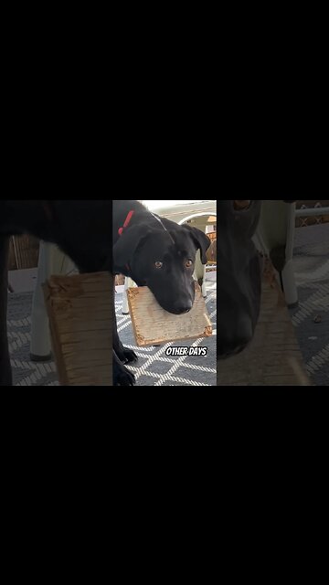 Is this relatable? #dog #shorts #puppy