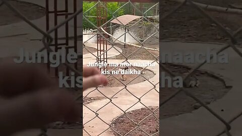 #peacock #zoo #peacockdance #viral #trending #ytshorts #familyouting #ayubpark #learning