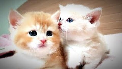 Cute Cat Funny Moments. Episode - 30