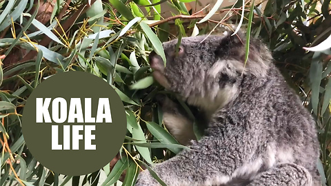 Scientists Down Under crack the genetic code of koala bears