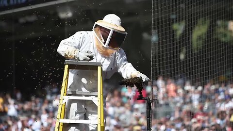 Bees delay Padres game at Petco Park