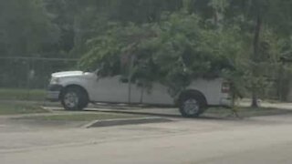 Será uma árvore com rodas ou uma carrinha com camuflagem?
