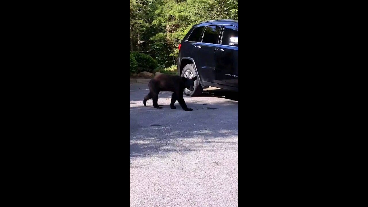 Bear visit