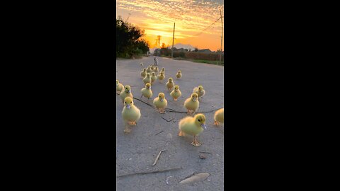 Is this puppy the duck's father?