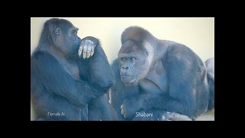 Huge Male Gorilla Gazes At A Female And Asks Her To Mate❤️ _ Shabani & Ai