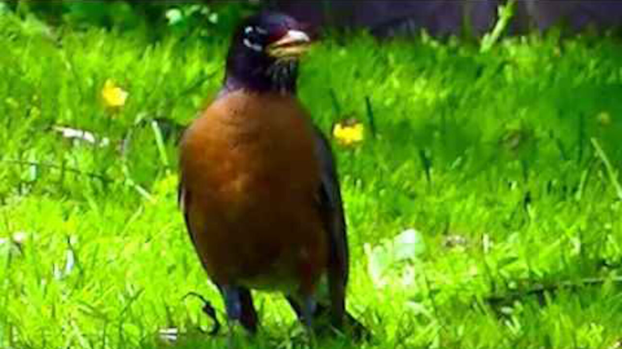 IECV NV #362 - 👀 Two American Robins 🐦🐦In The Backyard 5-28-2017