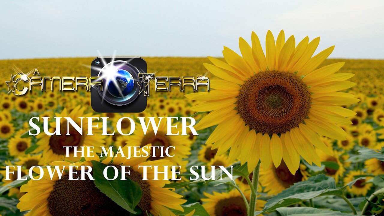 🌎 Sunflower, the Majestic Flower of the Sun | Why does the sunflower revolve around the sun? | 2021