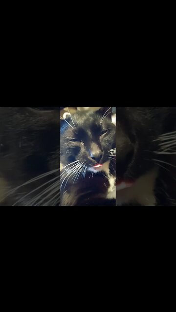 moonpie is be cute #shortsfeed #shorts #shortsvideo #youtubeshorts #catvideos #cat