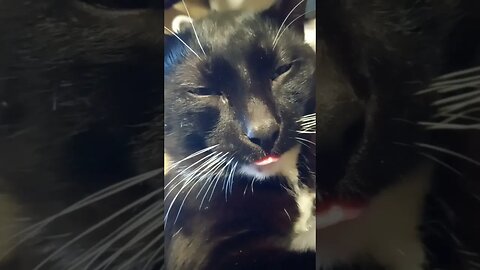 moonpie is be cute #shortsfeed #shorts #shortsvideo #youtubeshorts #catvideos #cat