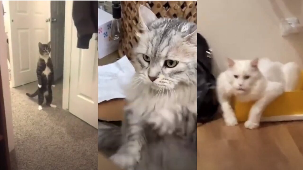 CATS will make you LAUGH YOUR HEAD OFF - Funny CAT compilation