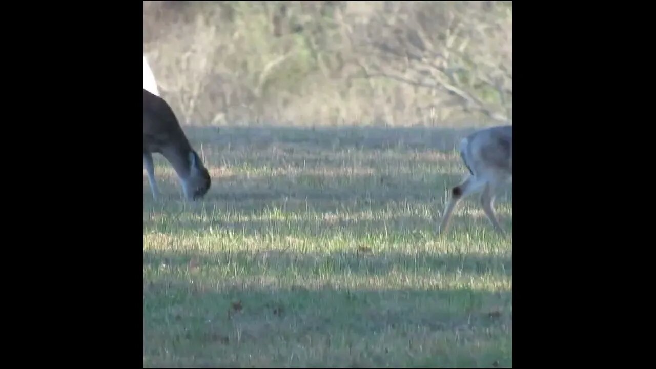 Deer herds