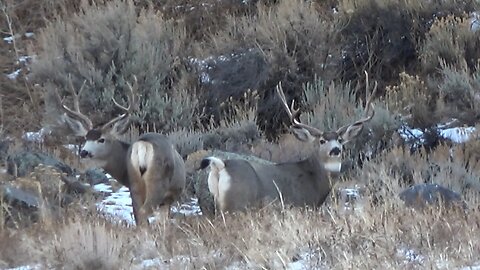 "Hangin' With Da Boyz!" Winter Range Bucks #1 2023