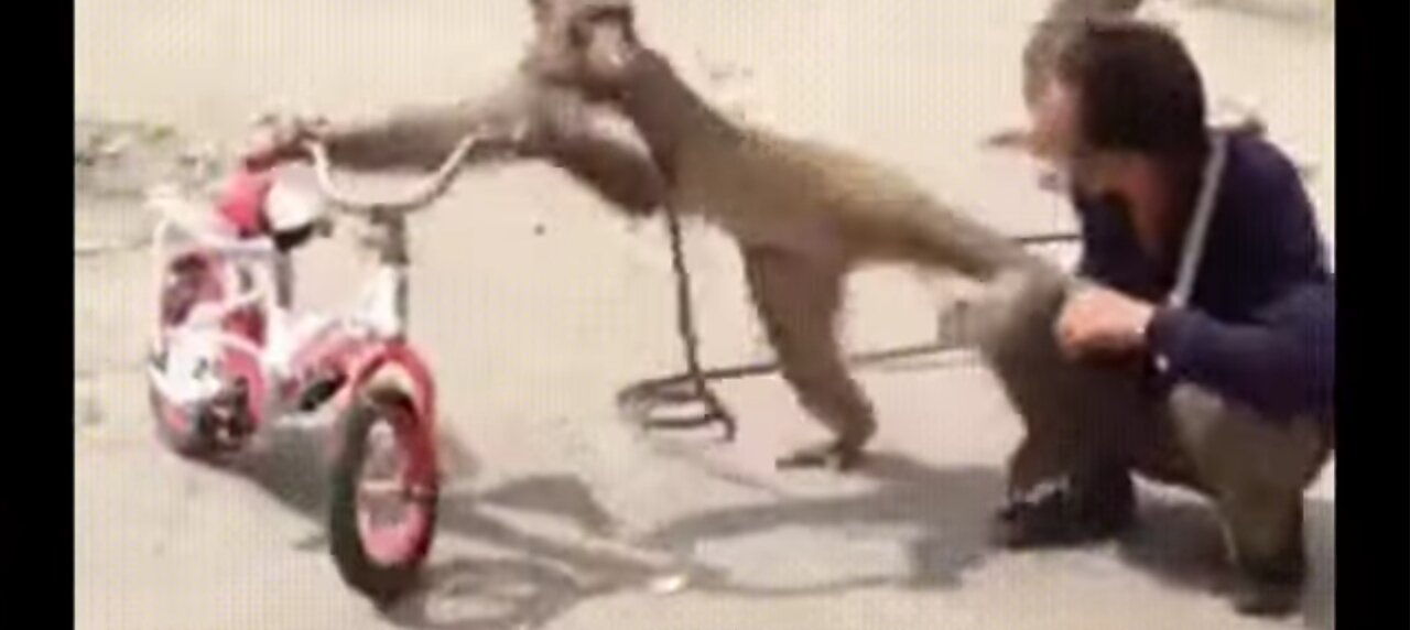 Funniest Monkey. Cute and funny monkey videos.