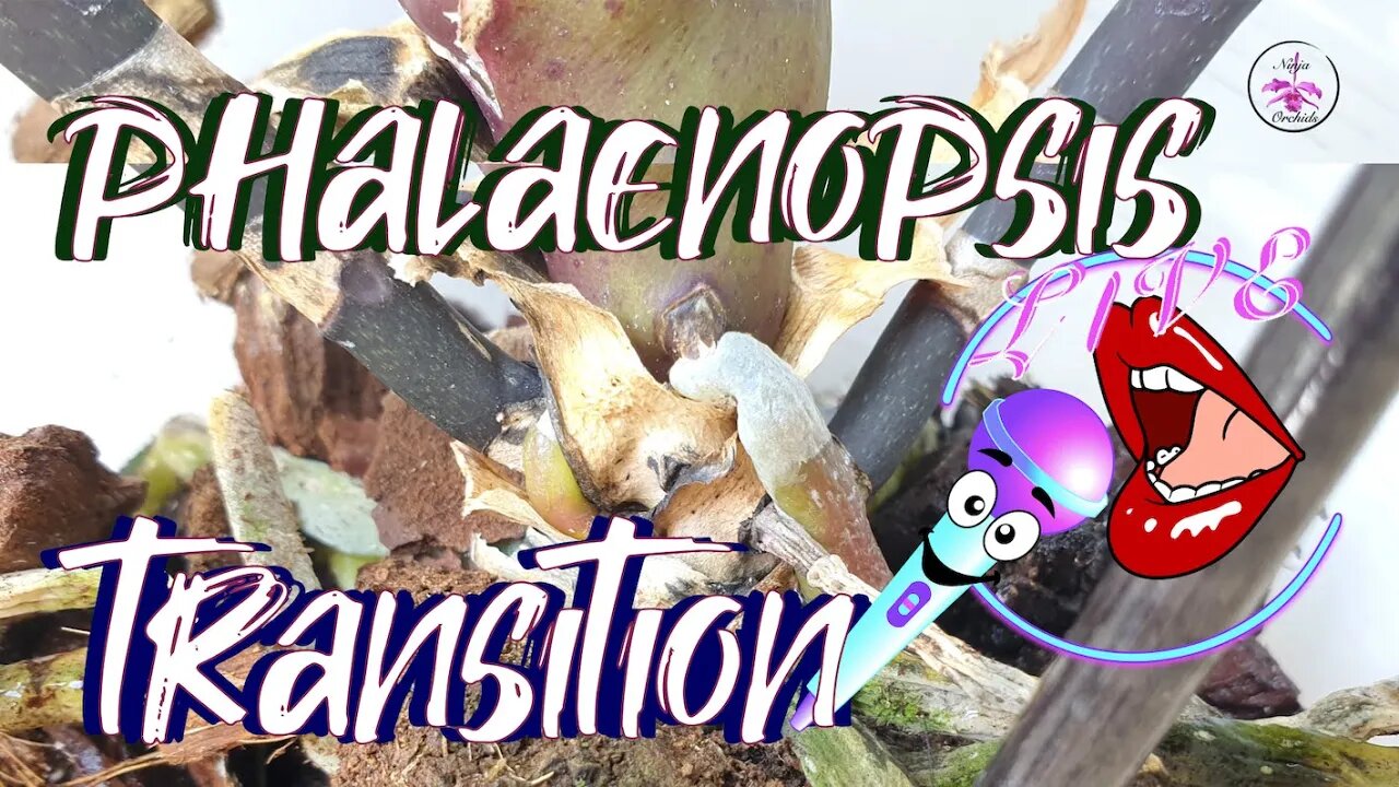 🎤 Skip to 0:00:22:16 Q&A & FACTS ONLY | Transitioning Phalaenopsis Orchid Repot #ninjaorchids