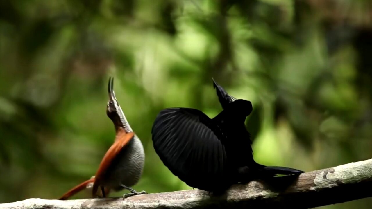 You will be amazed at the strange trunk of the bird