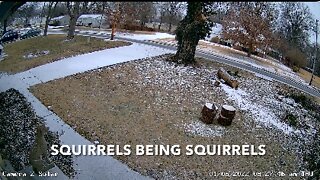 Squirrels Being Squirrels