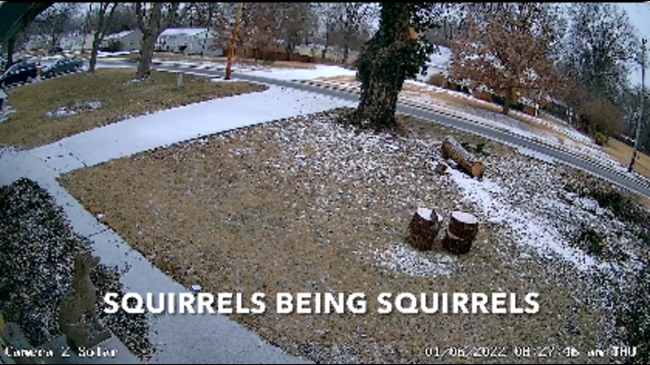 Squirrels Being Squirrels