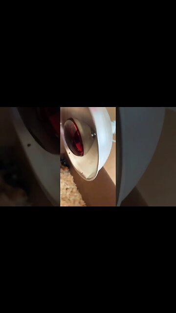 Things you need to raise baby chicks chickens