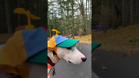 funny pets, funny videos, funny short #funny #dogs #funnypets #funnyanimals