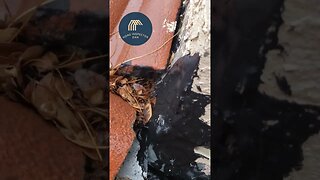 Home Inspector finds excessive moisture around home in the Arizona desert