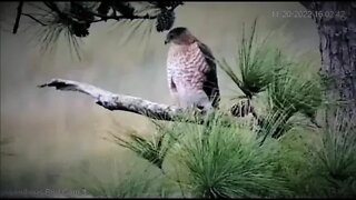 Cooper's Hawk in The Marsh Tree 🌲 11/20/22 16:02