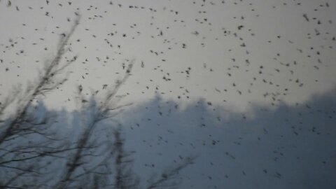 More than a million flocks of birds suddenly appear.