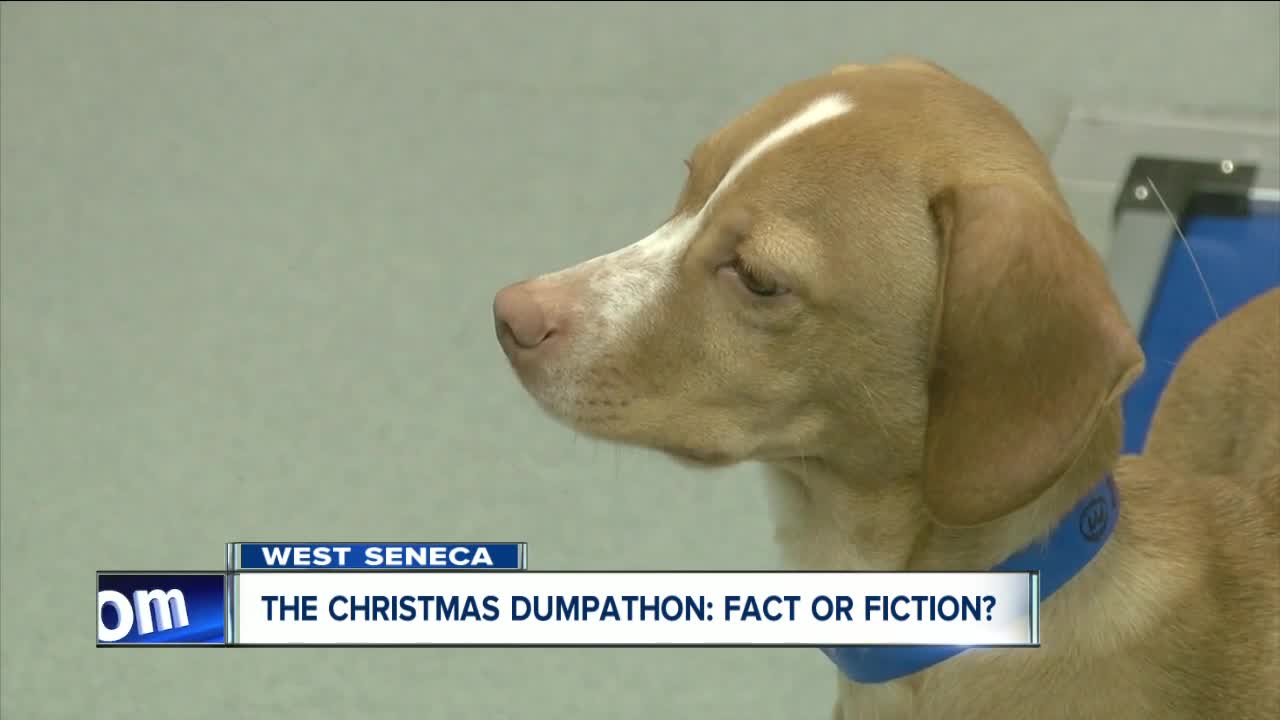 Returning gifted pets after Christmas... Shelters warn against it, but does it really happen?