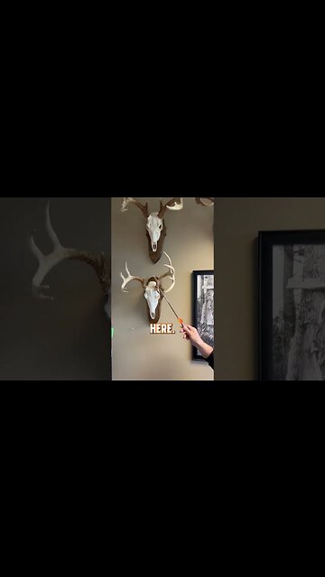 What are these bumps on antlers? #deer #deerhunting #hunting #biology #shorts