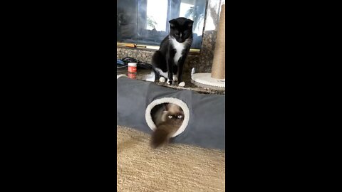 Caught a thief in a lair