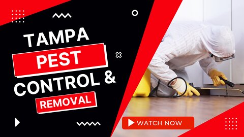 Tampa Pest Control and Removal