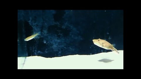 GIANT Potato PUFFERFISH EATS his newest Tank MATE!