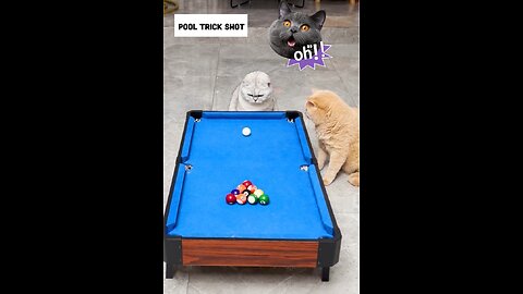 Cat pool trick shot