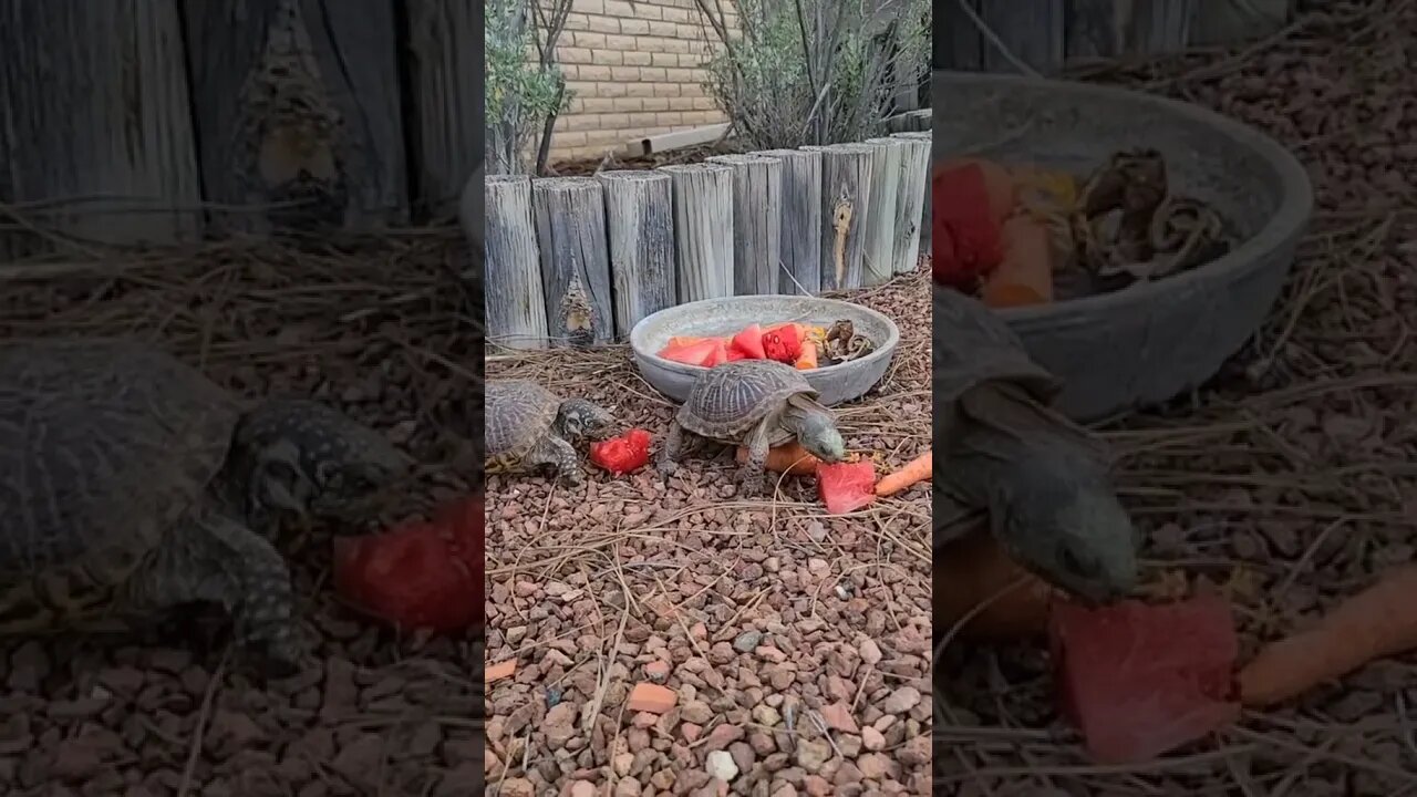 Good morning! Today I had breakfast with my neighbors' turtles 🐢 🐢🥰 #breakfast #turtle #turtles