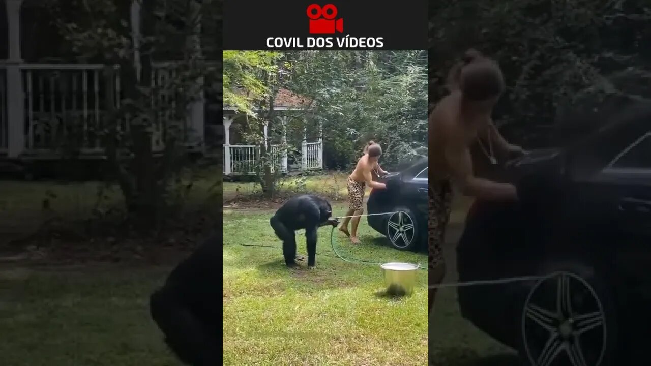 macaco lavando o carro