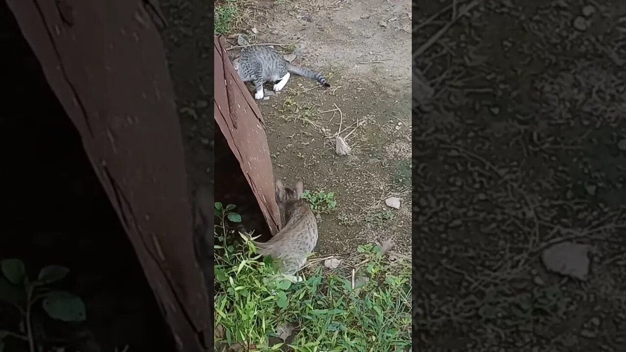 Cats playing hide and seek 🐱😍 #shorts