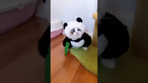 wow so cute cat