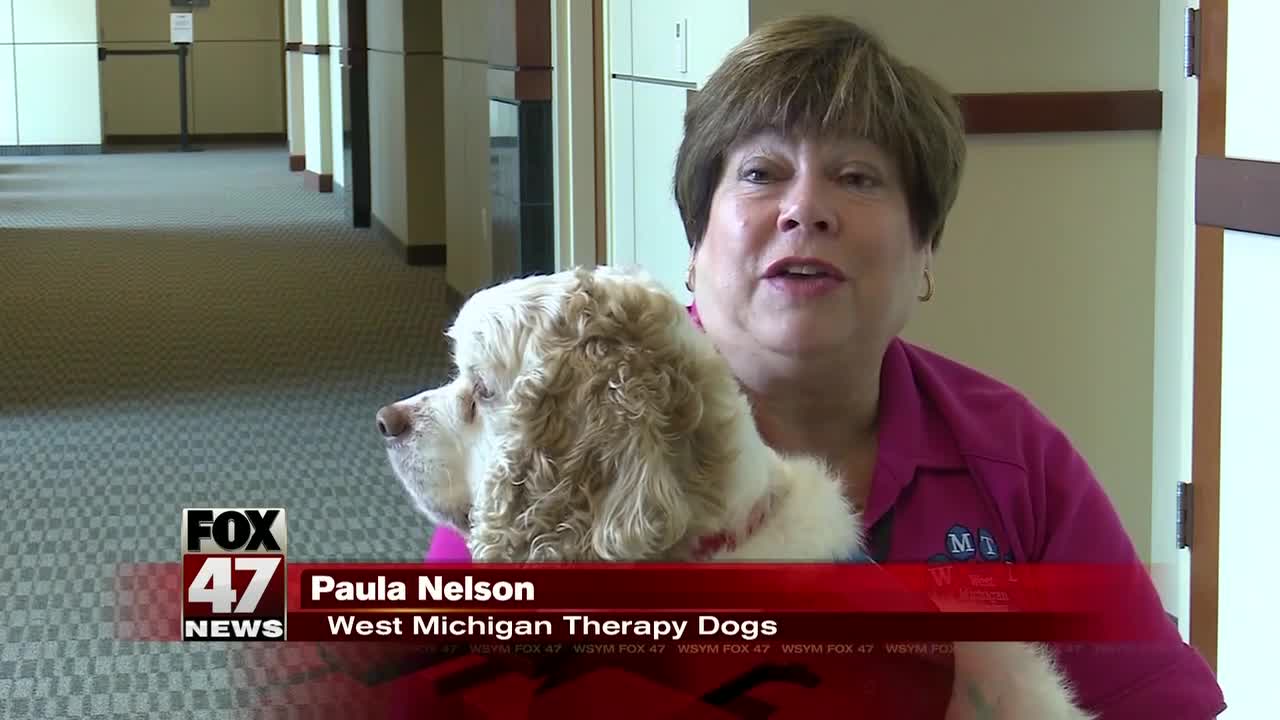 Courtroom dogs more common in Michigan