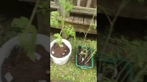 TN FISHKEEPER™ 🐠 THE TOMATO TRAIN #GARDEN