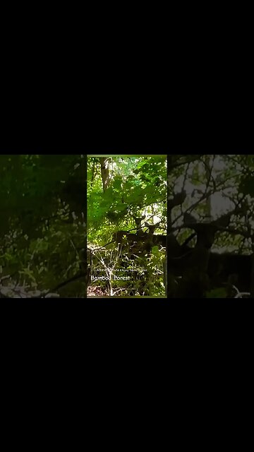 The Enchanted Forest