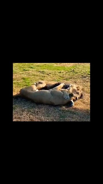 Lions cuddling #shorts #lion #cuddle