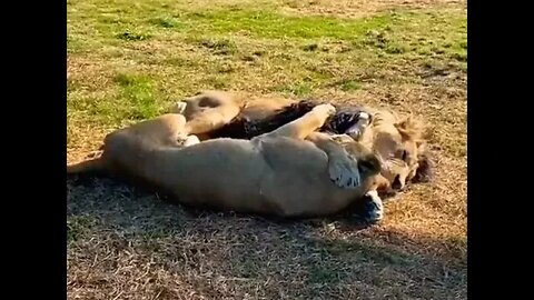 Lions cuddling #shorts #lion #cuddle