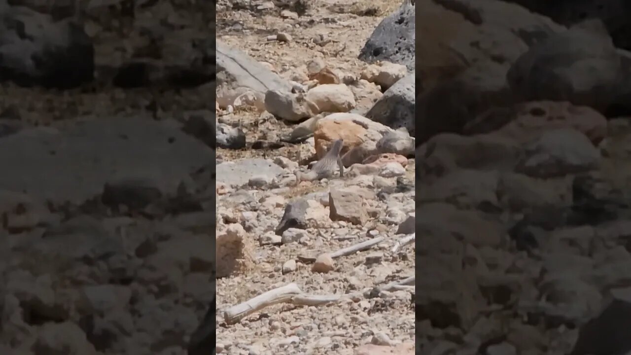 Lizard watching at Revere Golf Club in Anthem Nevada